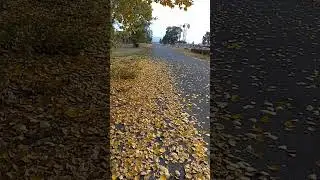 falling leaves in October #silverlake #oregon #shorts #fall #october #leaves