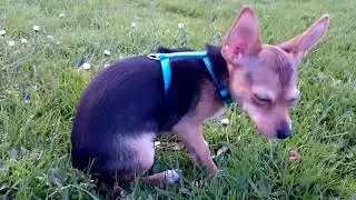 Jackhuahua puppy walk