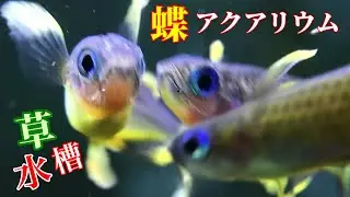【熱帯魚/アクアリウム】美しすぎる小型熱帯魚ブルーアイを4種類/全部で12種類の熱帯魚で30㎝キューブ水草水槽レイアウトがトロピカル/ちょっと魚が多いのでエアレーションを少しオシャレに追加