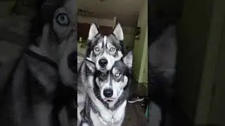 These huskies take the most perfect picture! #huskies #husky #dogshorts #dogs