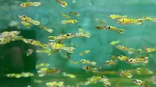 Assorted Male Endler Guppy (L)