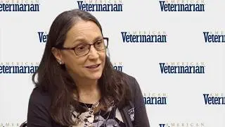 What is the Difference Between Senior and Geriatric Pets?