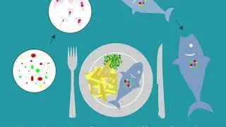 Ethics Ocean Video