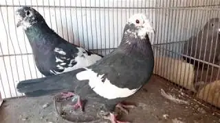 Kabootar Pigeons For Sale  in Quetta Market  Kabootar Bazar