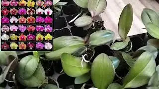 Anggrek bulan 160 dapat 10 minat wa 085856126505