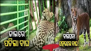 &zwnj;Man Eater Tiger Tranquilized by Odisha Forest Officials in Baripada Vlogs Video