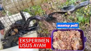 MENANG BANYAK..!!?  UMPAN GRATIS GACOR LAGI - BUBU LELE LEMBAT