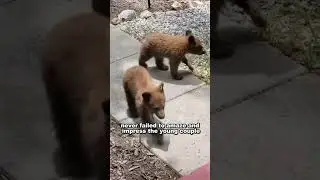 A couple delightful experience with wildlife in their backyard #animals #shortsvideo