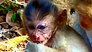 Something happened to baby monkey Mala in Amari troop