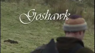 Goshawk hunting on the north yorshire moors