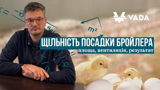 Щільність посадки бройлера: площа, вентиляція, результат