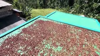 Robusta Petik Merah Proses Wet Hulled || Robusta Petik Merah Proses Giling Basah