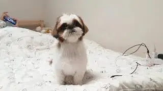 The Cutest Shih Tzu #long hair