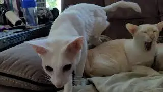 Good morning attack