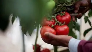Vine Ripened Tomato