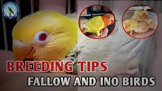 Breeding Tips for Fallow and Ino Birds #palefallow #lovebird #rahimalidhillon # dhillonaviary