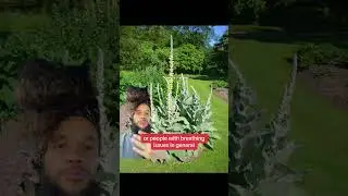 Herbs for your lung support!