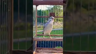 Green singer mule singing- Canario de Mozambique Mixto - Yellowfronted canary - Serinus Mozambicus