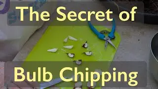 Propagating Heirloom Bulbs