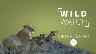 День из жизни: львица и 3 детёныша | Виртуальное сафари WILDwatch 20