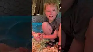 Start of a chicken adventure!