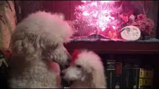CHRISTMAS LIGHT SHOWS OF TULSA