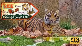 Maharajah Jungle Trek Full Walking Tour 2025 🐅 | Asia Wildlife Trail in 4K | Disney&rsquo;s Animal Kingdom