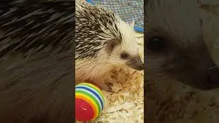 Hedgehog Care 101: Quick Tips!