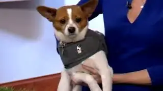 Flying with Your Pet - The Weather Channel & Sandy Robins: by Petco