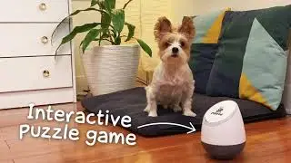 Dog plays the PupPod Rocker puzzle game