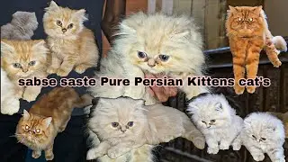 Sabse saste Pure Quality Persian Kittens cat's extreme Punch face | top quality home breed