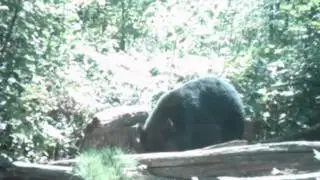 Bear in NW WI