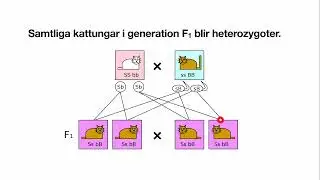 Dihybrid nedärvning