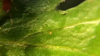 what hide in your foods, vegetables under the microscope.