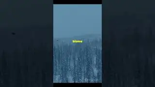 Top 5 Biggest Forests in the World! 🌲