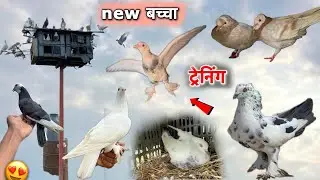 New child training and setup reviewed 🥰 || pigeon trending video || pigeon