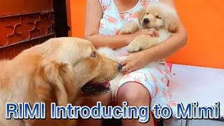 Introducing Mimi to Our RIMI Golden Retriever Dog