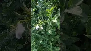 pahadi life style day 2. daily vlogining