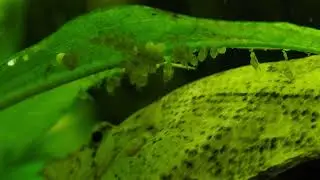 South American Leaf-fish, guarding his fry!