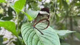 Glasswing Butterfly, Greta oto - Tropical Butterflies UK