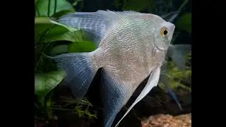 Revamping the Angelfish Webpage to be more user friendly