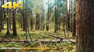 Forest Walk | No copyright Nature Background video 4K