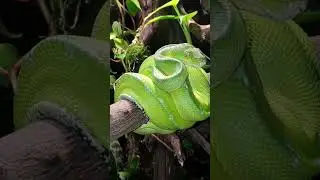 The Green Tree Python: A Living Emerald #youtubeshorts🐍😮 #snake