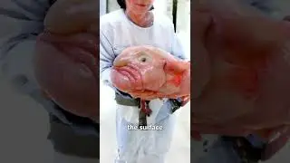 Blobfish