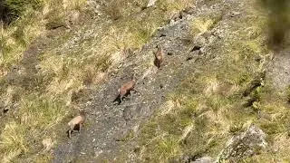 Tararuas stags