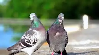 cute birds kissing #birds #animals #kissing #cartoon