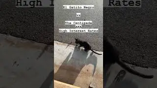 Cat vs Hawaiian Centipede aka High Interest Rates - Down Down Down
