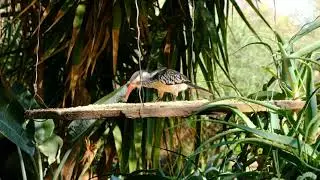 Beautiful birds | Bird and animal is beautiful creature on our planet #birds