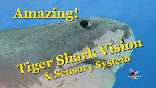 Amazing! Tiger Shark Vision and Sensory System
