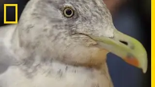 Life and Death in a Bird E.R. | National Geographic
